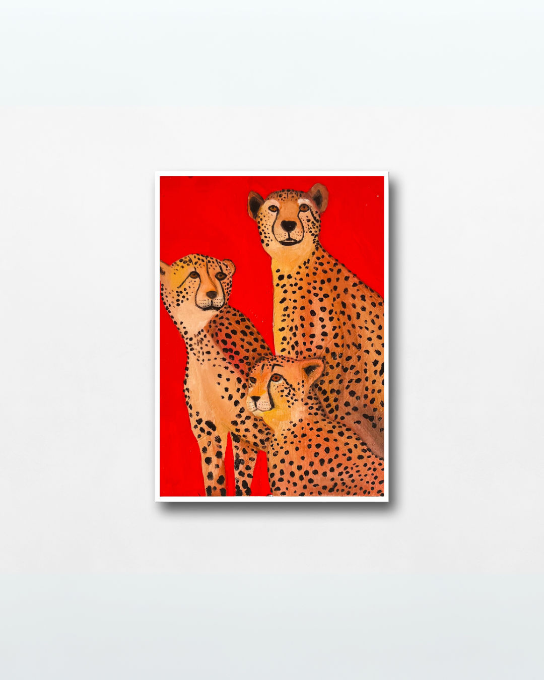 Cheetahs