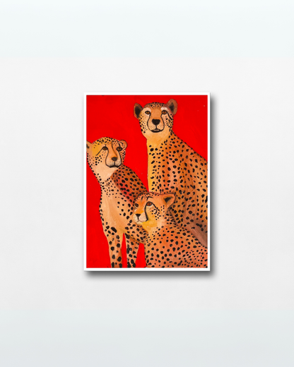 Cheetahs
