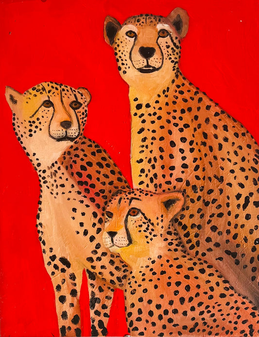 Cheetahs
